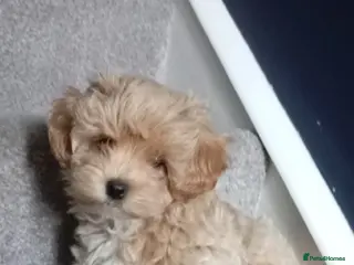 Maltipoo dogs Maltipoo Puppy - Advert 10