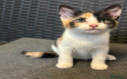 Mixed Breed cats for sale: Selling 3 kittens - Image 7