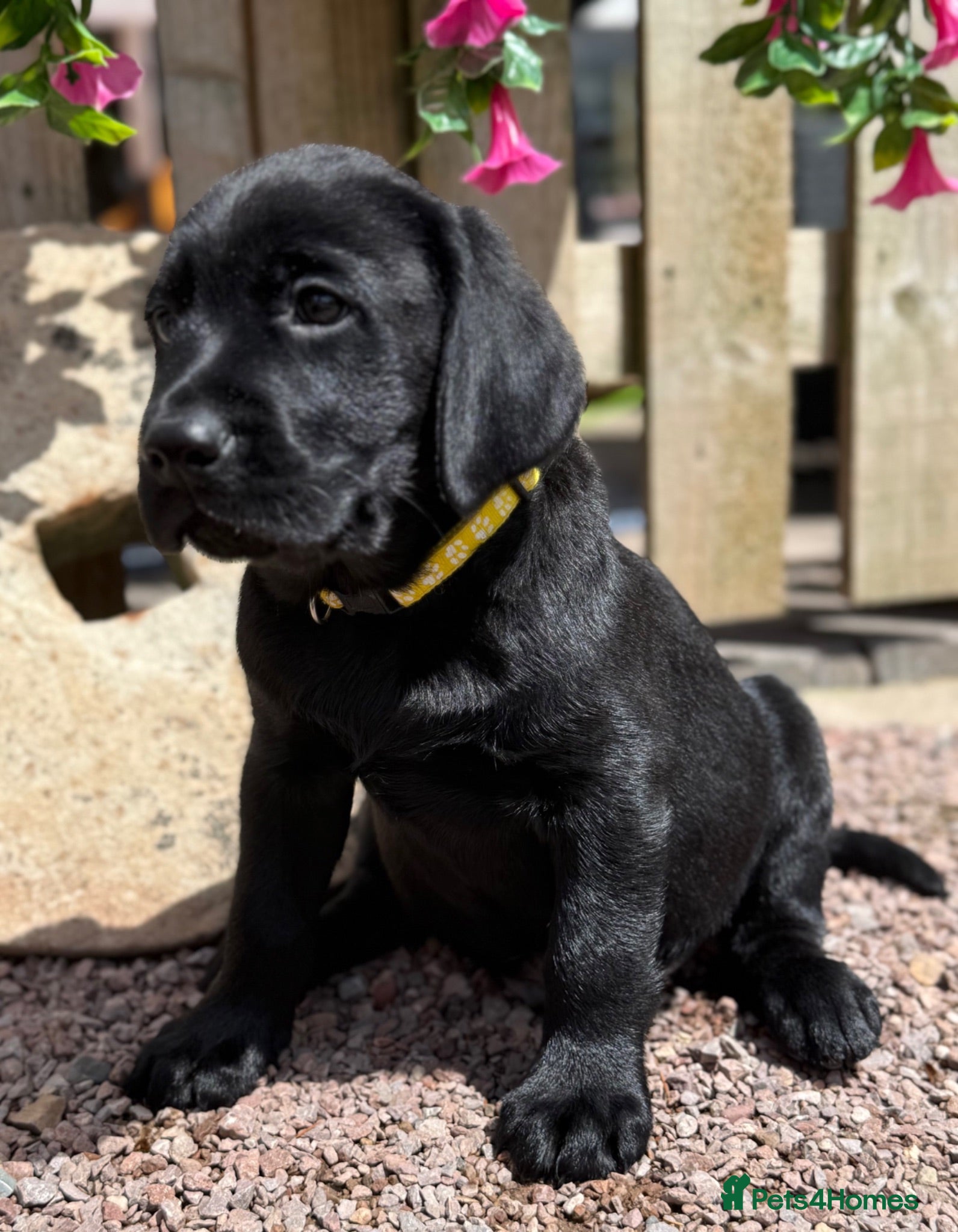 Labrador Retriever dogs BLACK LAB PUPS 270 CLEAR DNA - READY NOW  - Advert 2