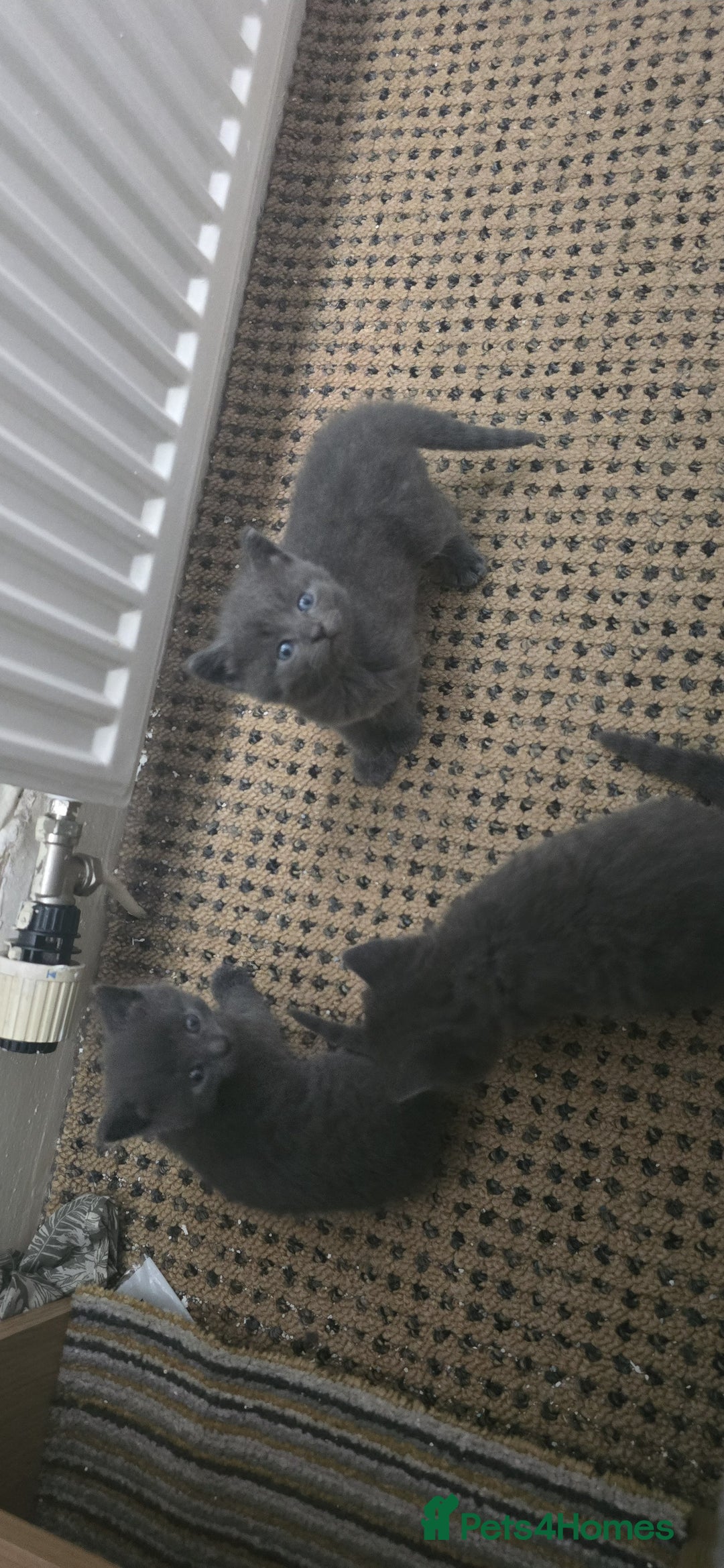Russian Blue cats for sale: Gorgeous Russian Blue kittens - Image 15