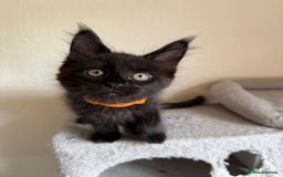 Maine Coon cats for sale: Pedigree GCCF Russian Import line Maine Coons - Image 31