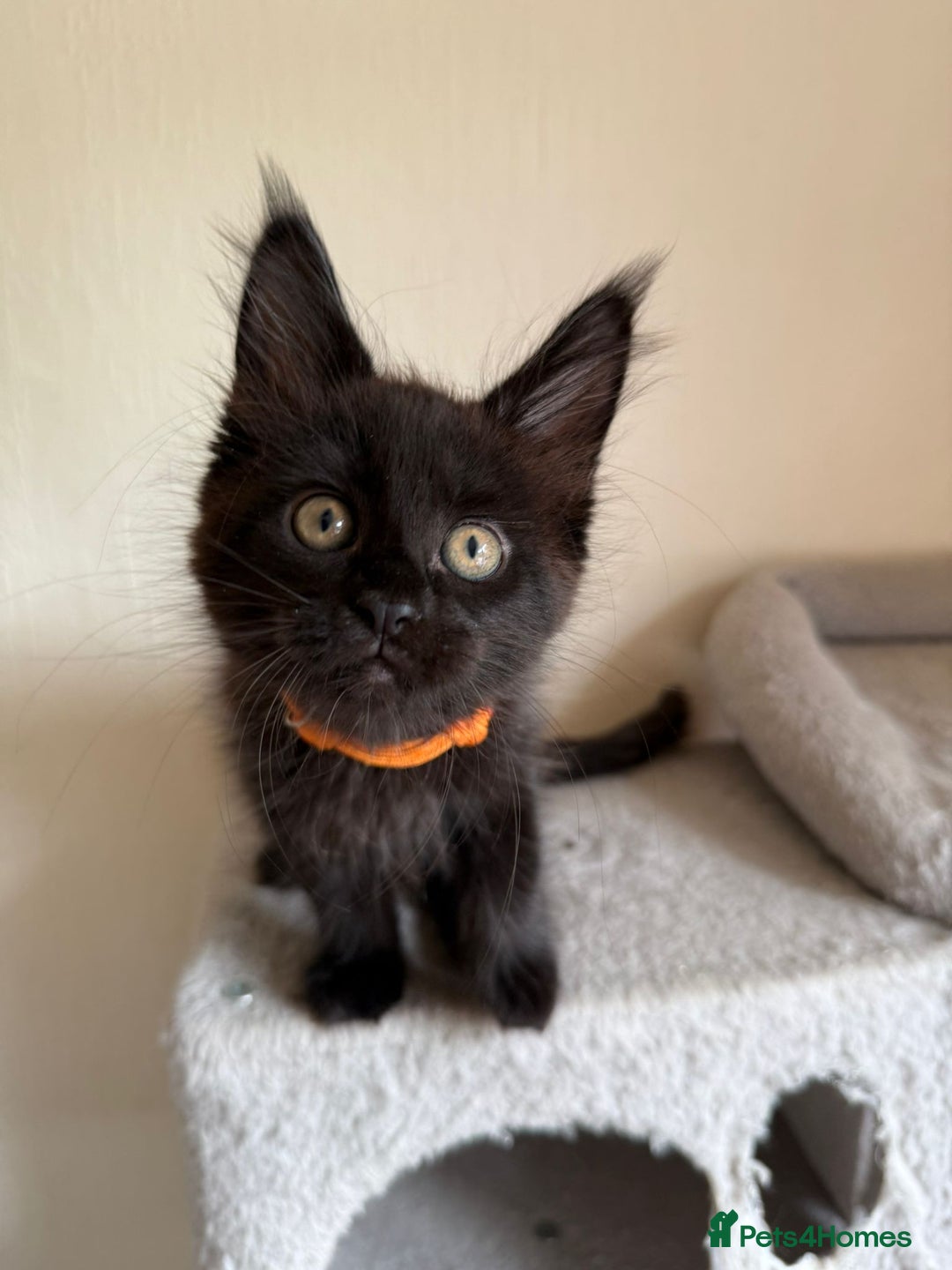 Maine Coon cats for sale: Pedigree GCCF Russian Import line Maine Coons - Image 31