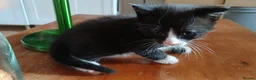 Ojos Azules cats for sale: Little guy in Maidstone - Advert 7