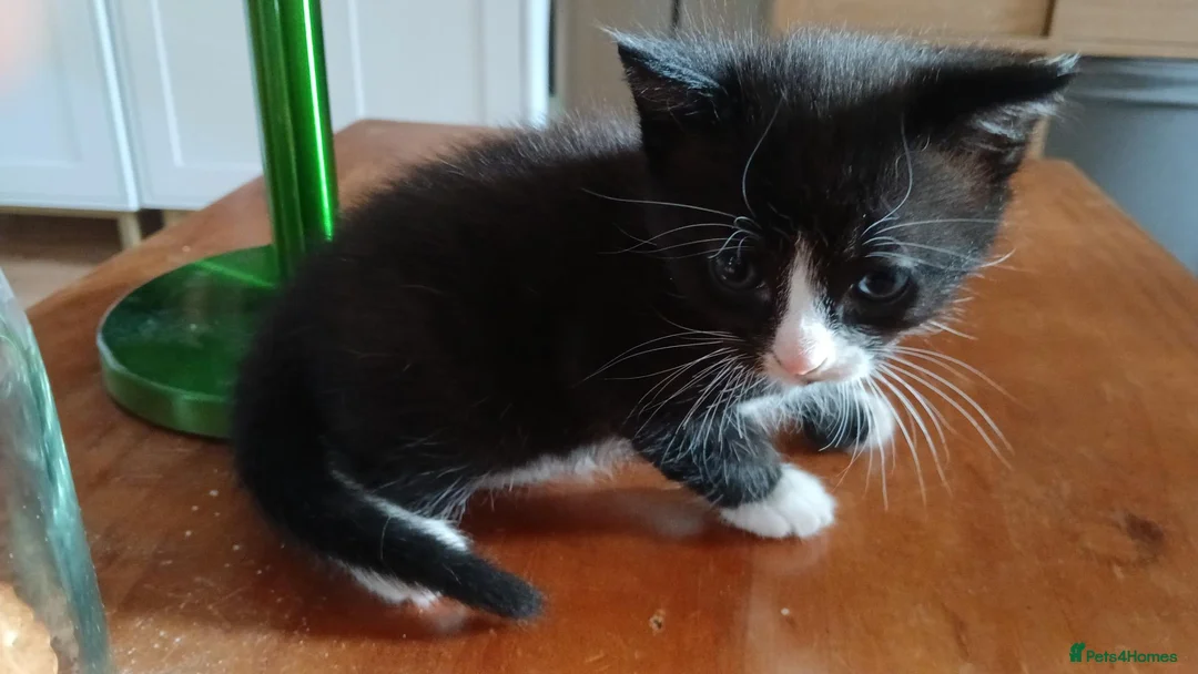 Ojos Azules cats for sale: Little guy in Maidstone - Advert 7