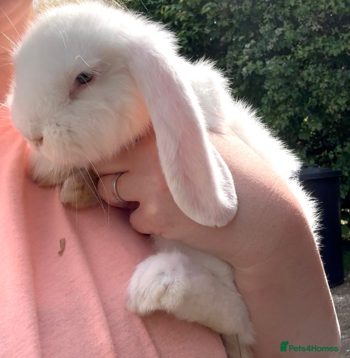 French Lop rabbits Can leave now Stunning pure bred French lops  - Advert 6