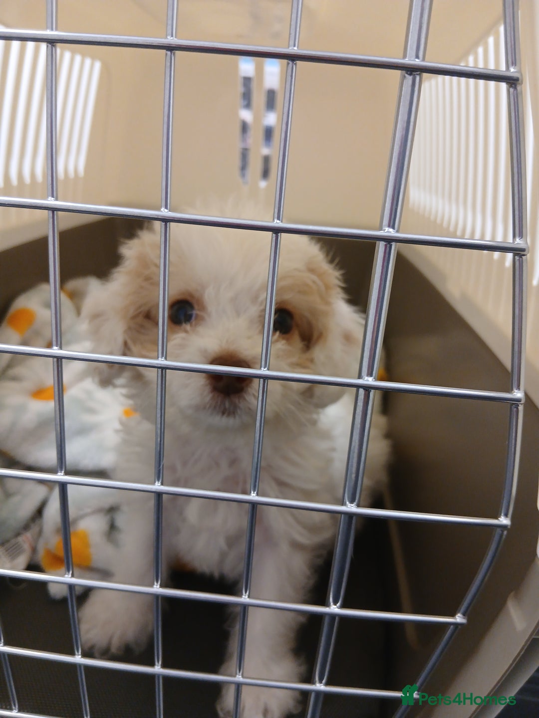 Mixed Breed dogs for sale: Springerpoo puppy  - Advert 17