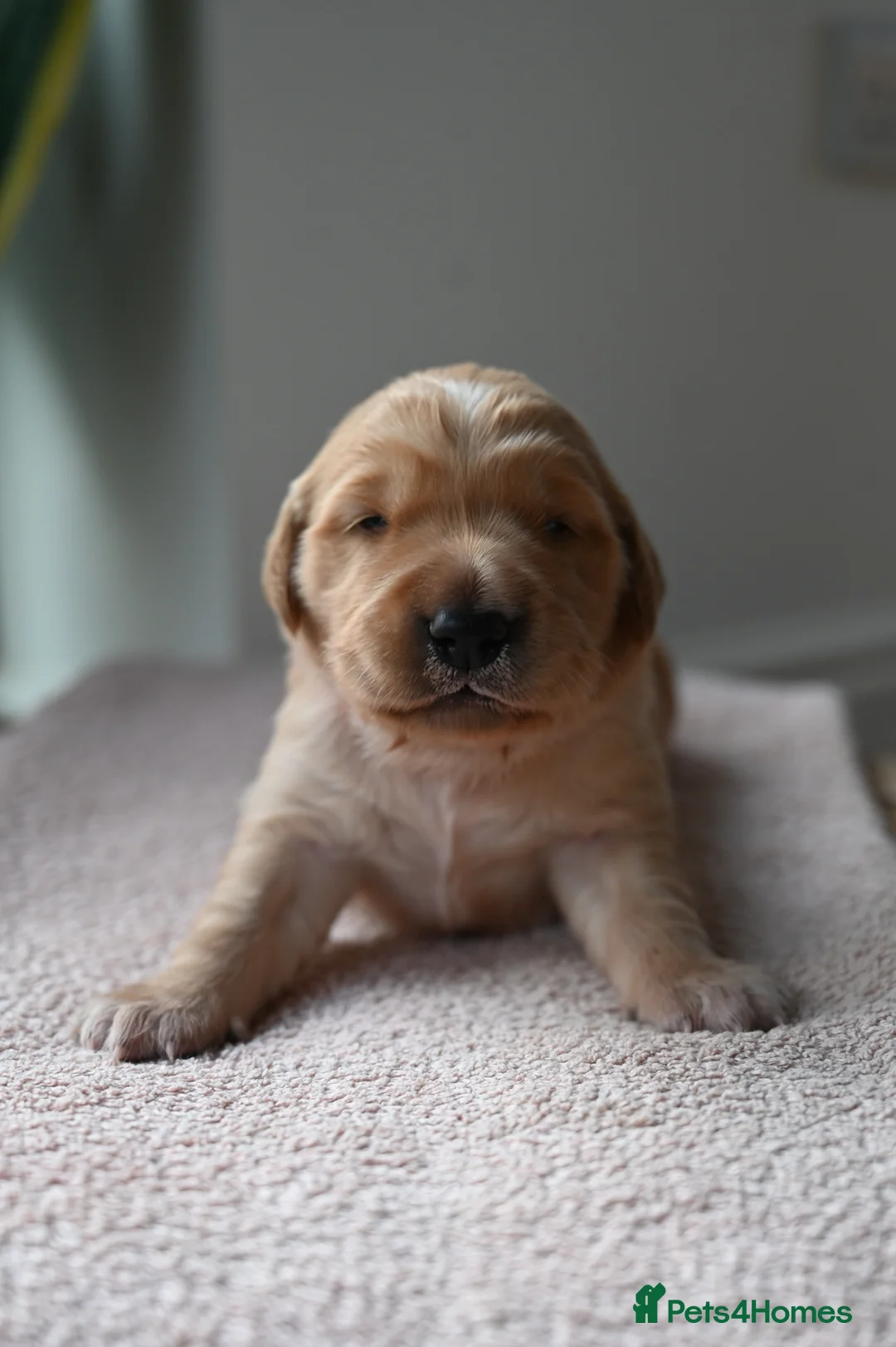 Golden Retriever dogs for sale: Golden Retriever pups for sale - Advert 13