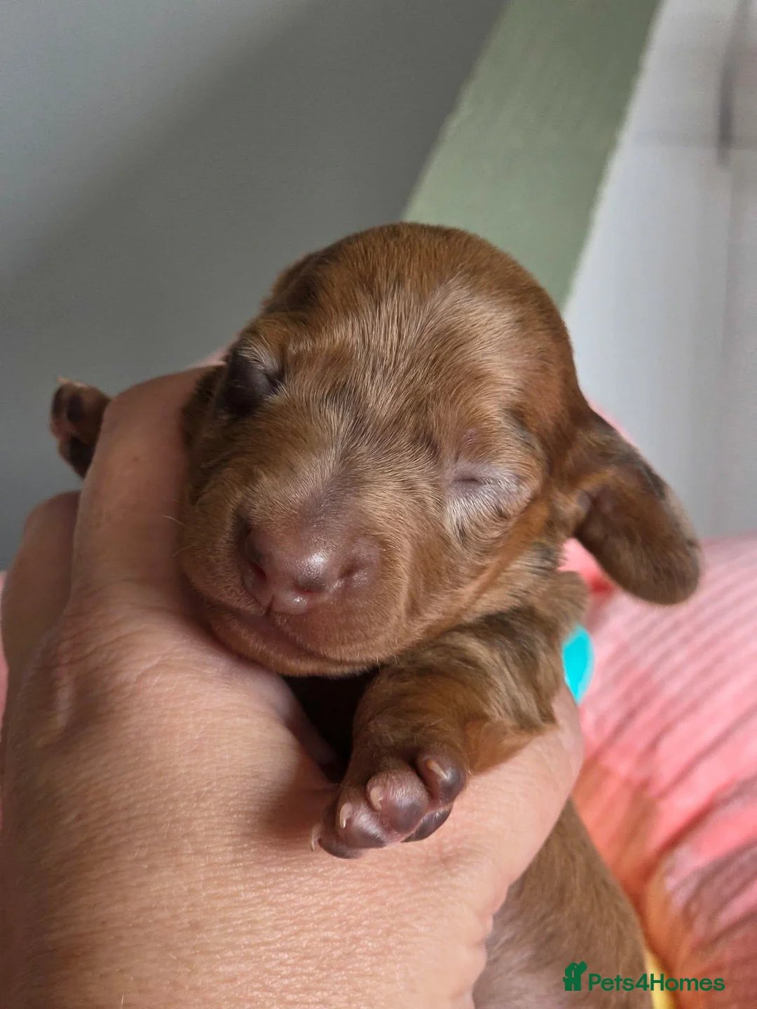 Miniature Dachshund dogs for sale: Beautiful kc registered miniature dachshund pups🐶 - Advert 2