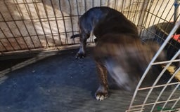 Mixed Breed dogs for sale: 2 dog bordeaux mixed - Image 4