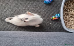 Ragdoll cats for sale: Ragdoll mix kittens  - Image 8