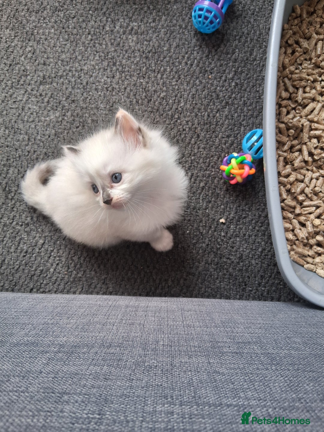 Ragdoll cats for sale: Ragdoll mix kittens  - Image 8