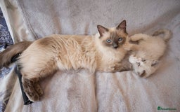 Ragdoll cats for sale: Stunning GCCF Registered Heart Melting Affection - Image 40