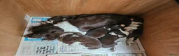 Sprollie dogs for sale: Sprollie Puppies in Dunmow - Advert 11