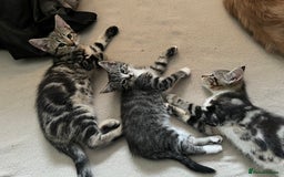Maine Coon cats for sale: Adorable Kittens - Image 8