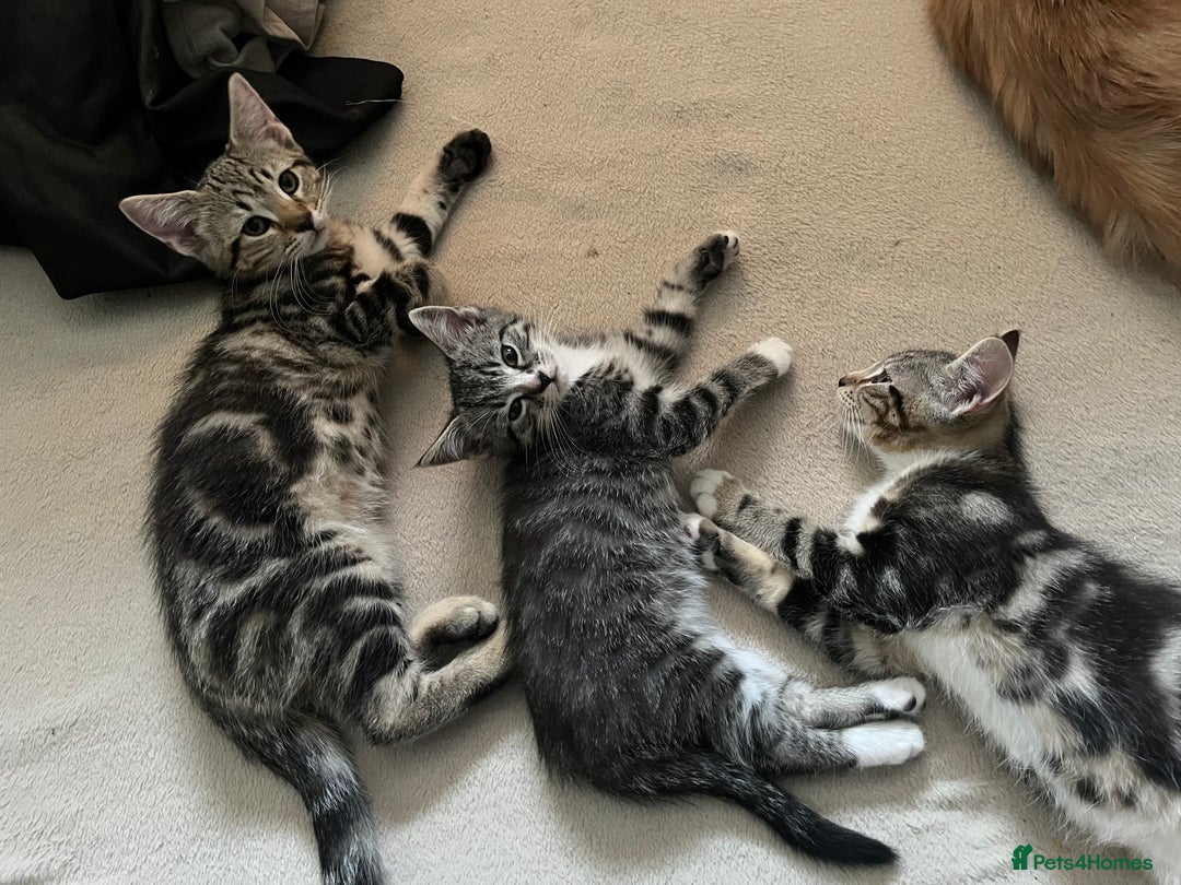 Maine Coon cats for sale: Adorable Kittens - Image 8