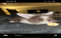Lionhead rabbits for sale: Lion head baby rabbits  - Advert 2