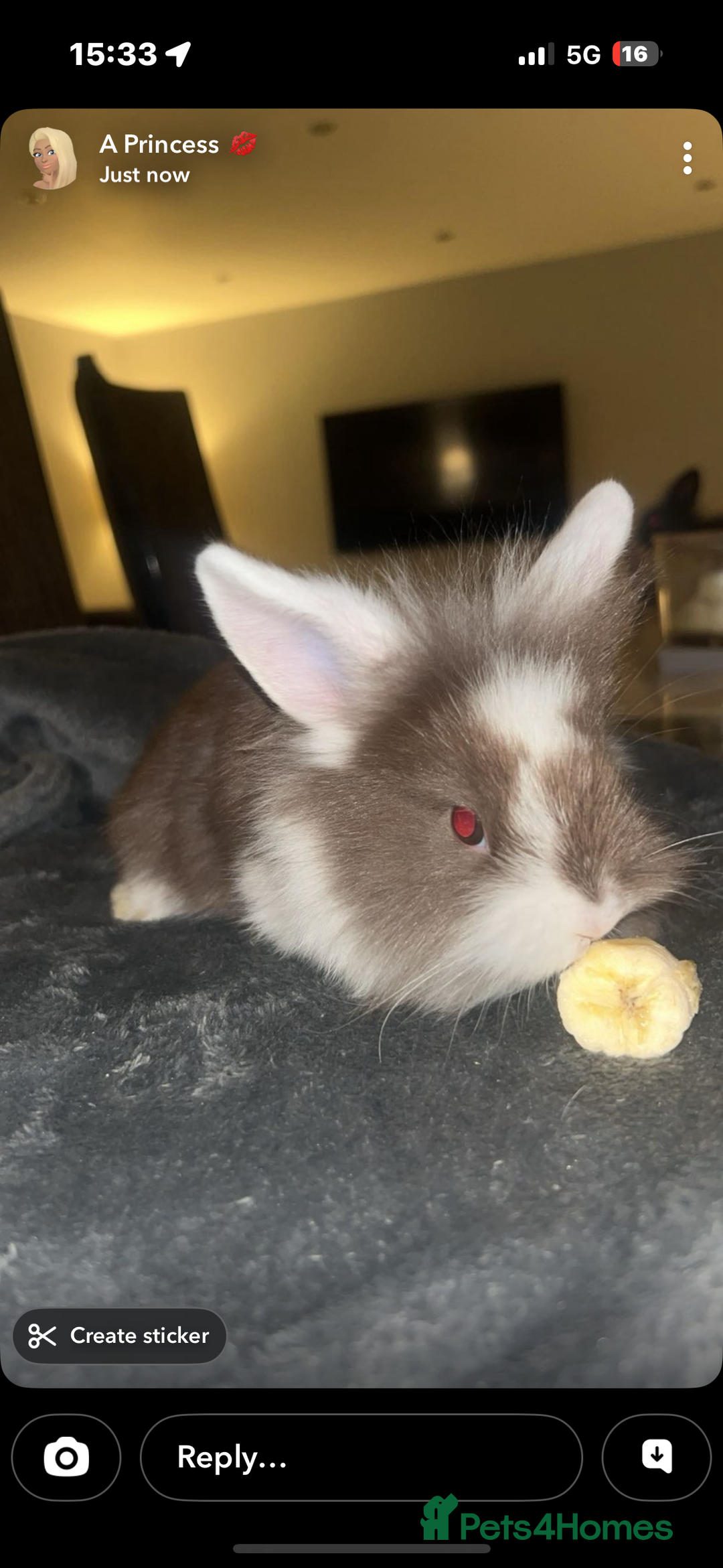 Lionhead rabbits for sale: Lion head baby rabbits  - Advert 2