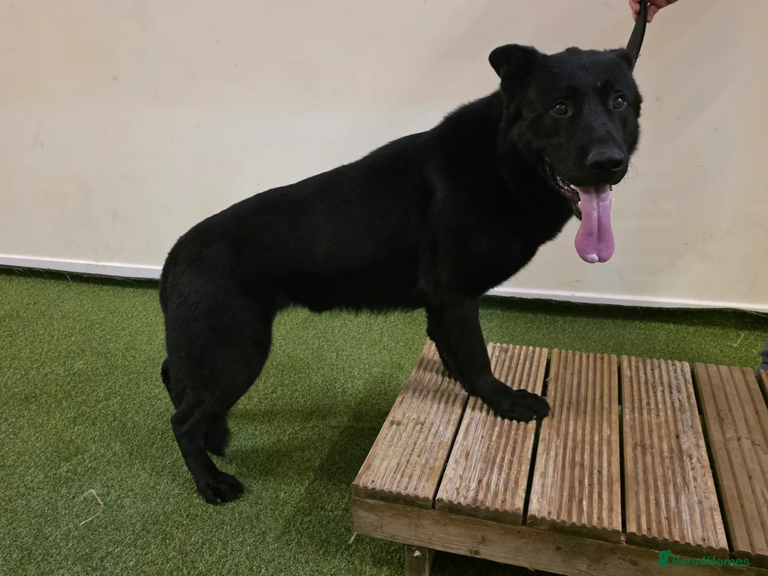 German Shepherd dogs for sale: "Ghost X Bella" Exceptional lines - Advert 2