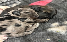 Schnoodle dogs for sale: Gorgeous schnoodle puppies  - Image 5