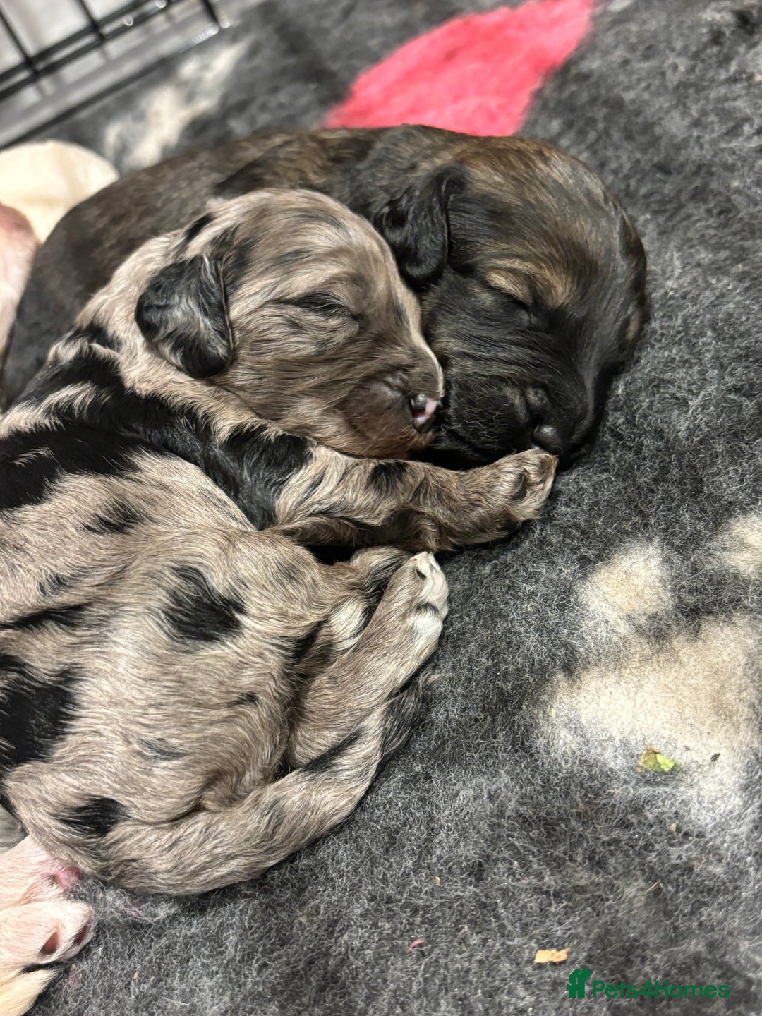 Schnoodle dogs for sale: Gorgeous schnoodle puppies  - Image 5