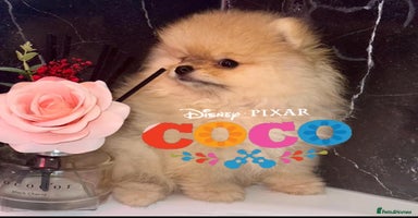 Pomeranian dogs in Bedford - Advert 13