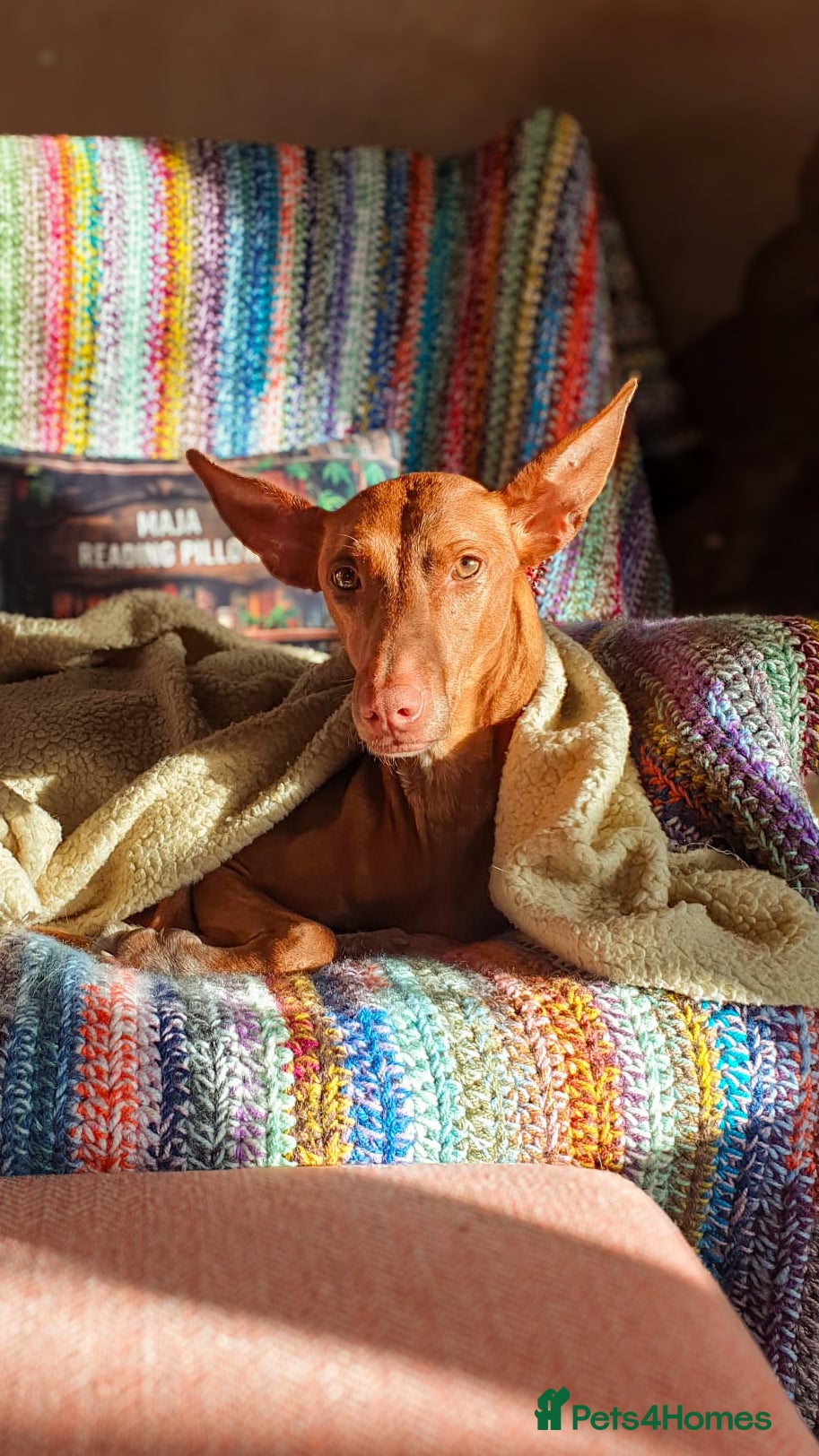 Ibizan Hound dogs Cati a lovely girl needing another doggy companion - Advert 1