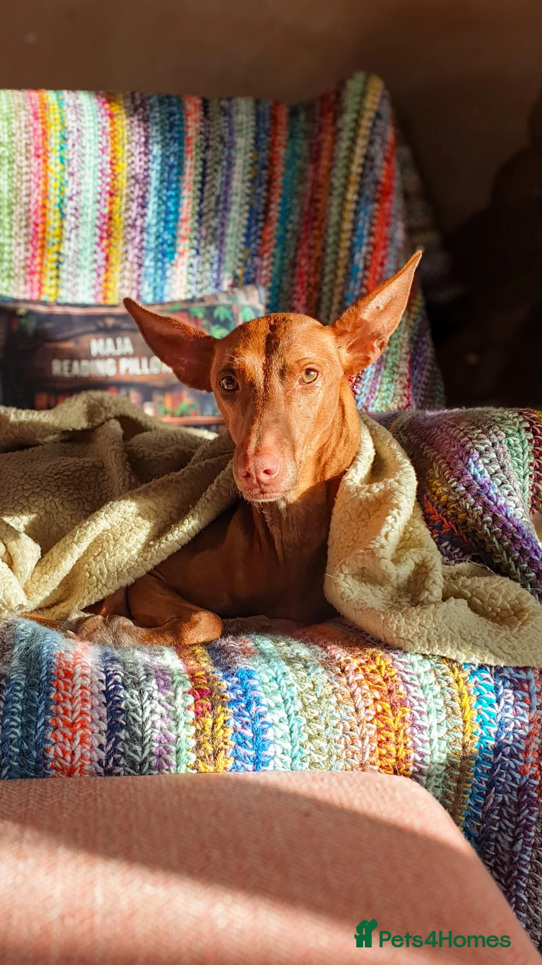 Ibizan Hound dogs for adoption: Cati a lovely calm girl who loves other dogs  in Alfreton - Advert 1