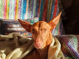 Ibizan Hound dogs Cati a lovely calm girl who loves other dogs - Advert 1