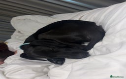 Mixed Breed dogs for sale: 4 month old Saluki X German shorthaired pointer - Image 3