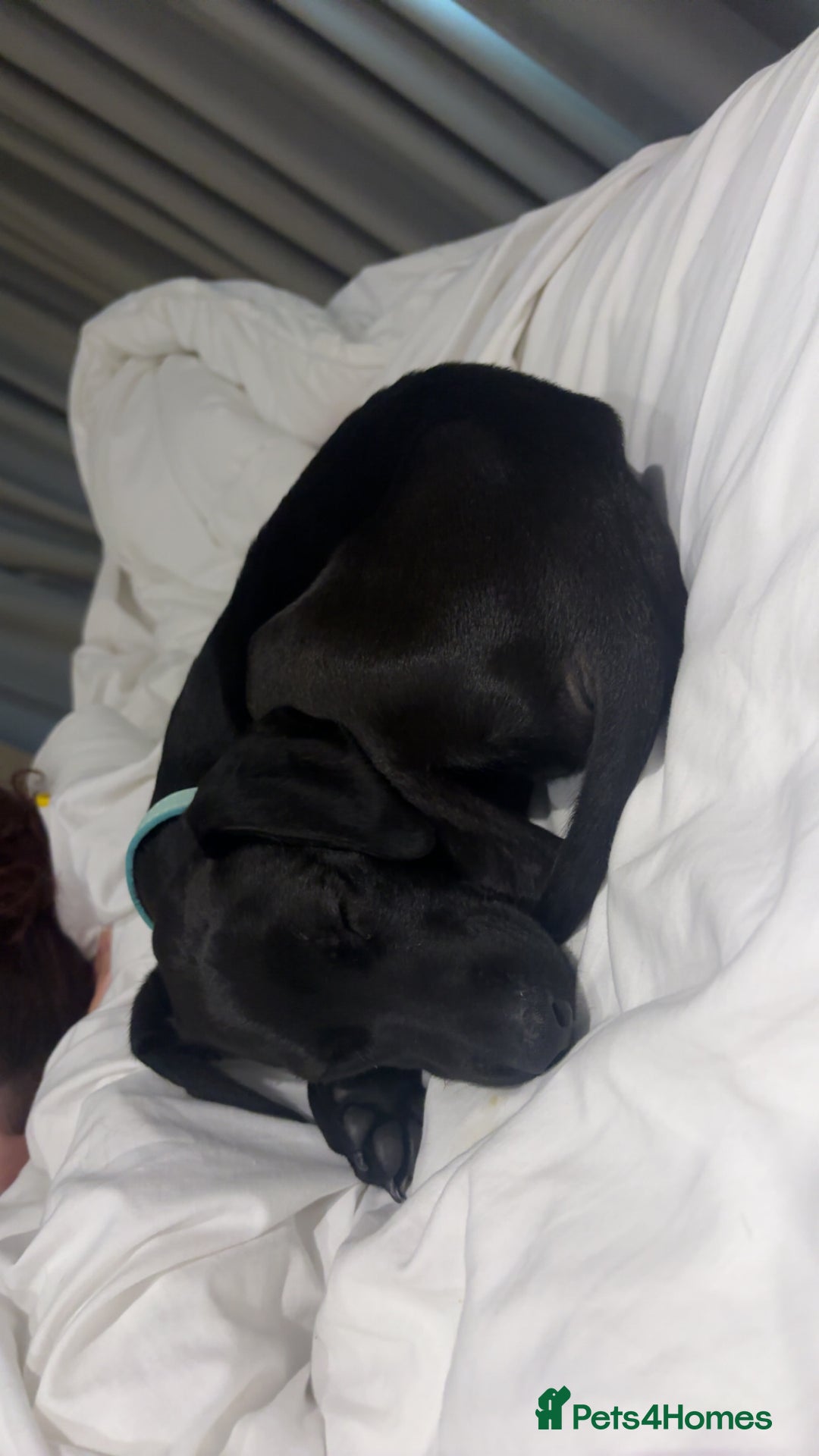 Mixed Breed dogs for sale: 4 month old Saluki X German shorthaired pointer - Image 3