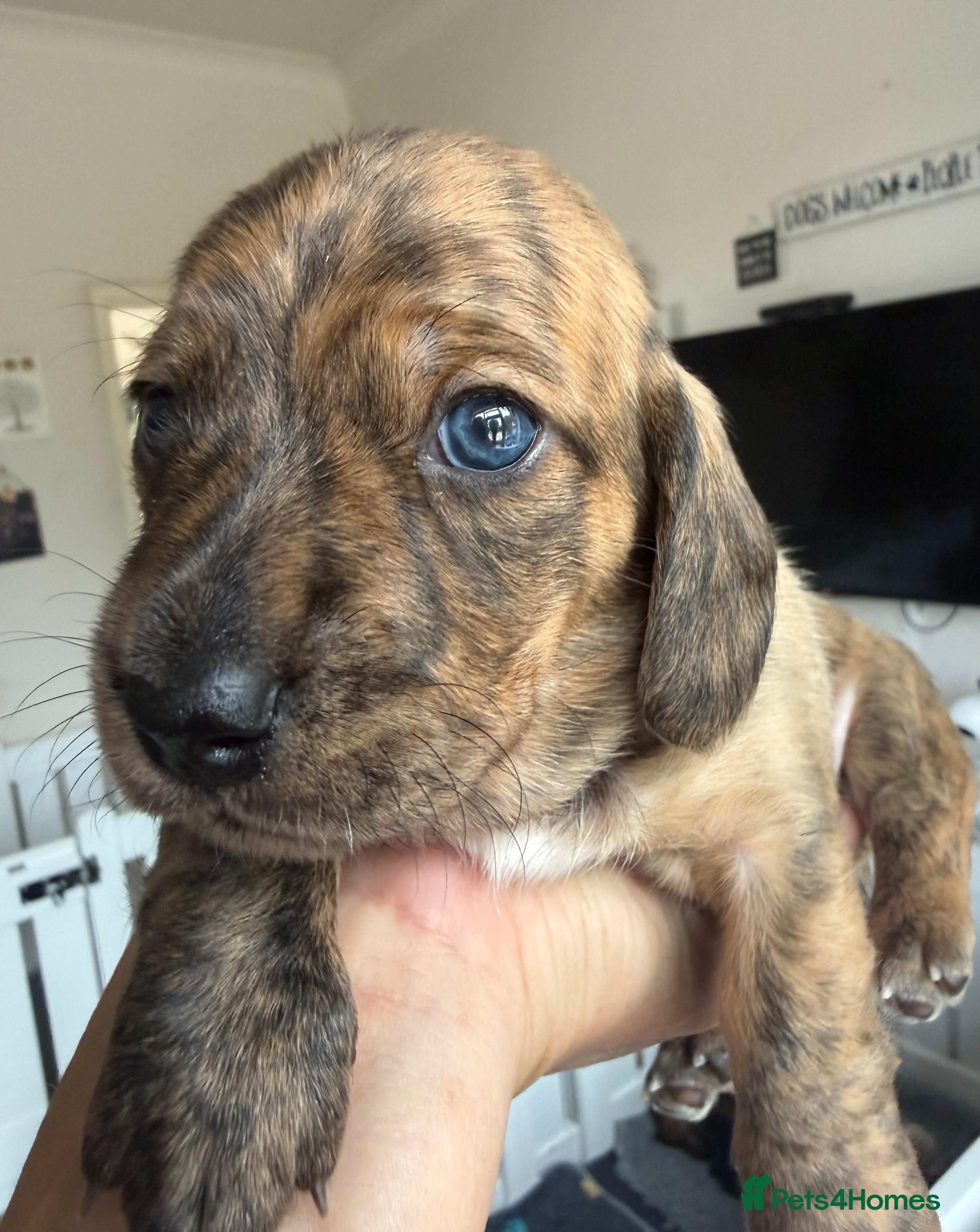 Miniature Dachshund dogs Stunning mini Dachshunds.PRA & BVA clear parents  - Advert 4