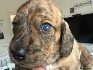 Miniature Dachshund dogs Stunning mini Dachshunds.PRA & BVA clear parents - Advert 1