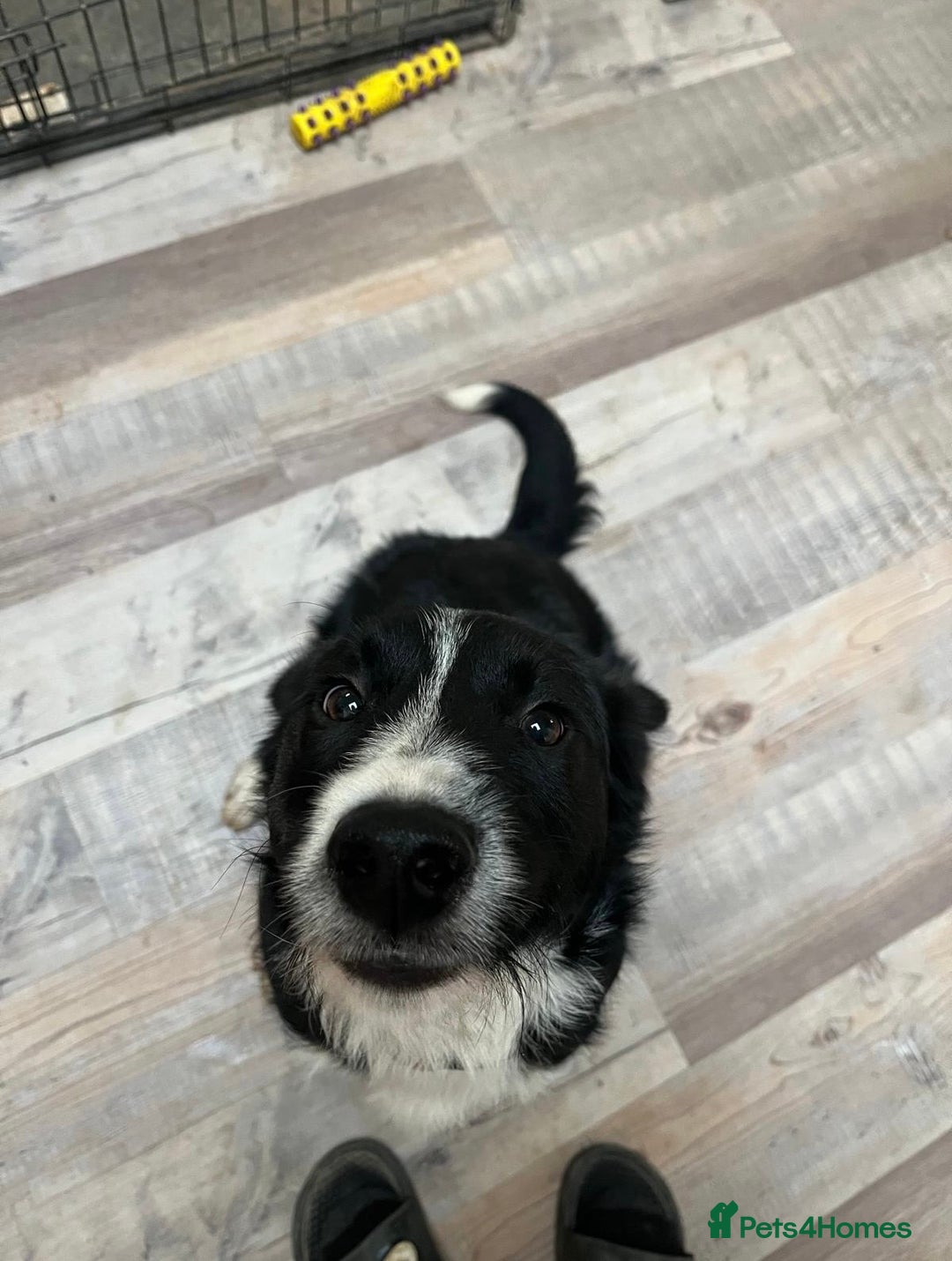 Mixed Breed dogs for sale: Male Border Collie X Labradoodle for Sale - Advert 5