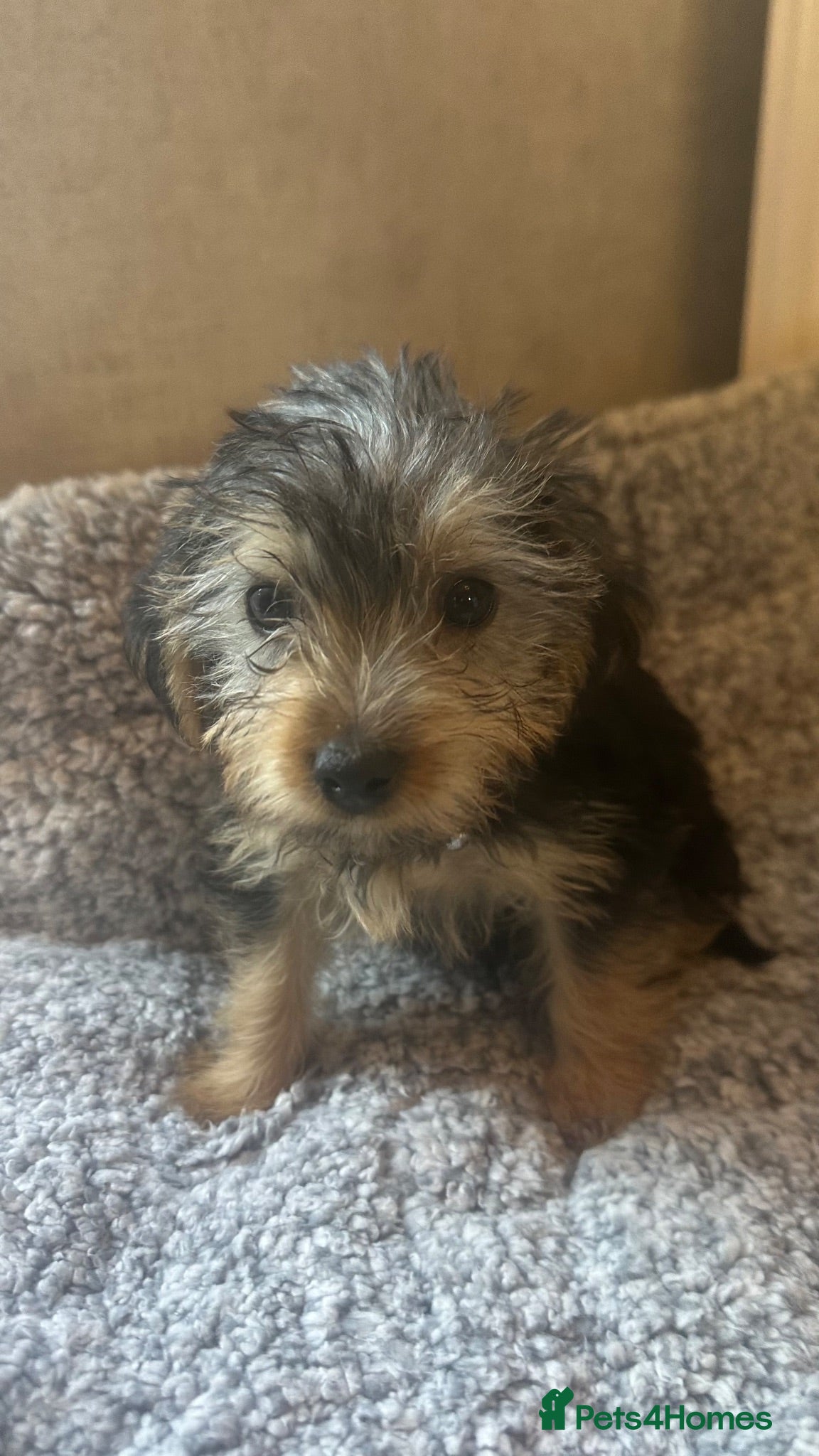 Yorkshire Terrier dogs Yorkshire terrier puppies for sale  - Advert 2