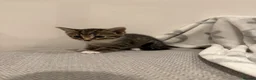 Russian Blue cats for sale: 🐾 Russian Blue/Bengal Tabby Kittens 🐾 in Fleet - Advert 4