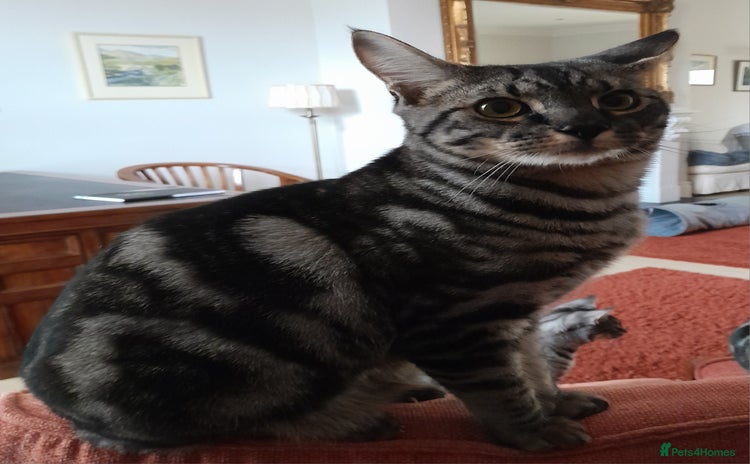 Savannah cats Full Pedigree & TICA Reg F5 Marble Savannah Kitten - Advert 2