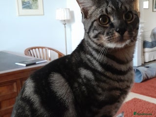 Savannah cats Full Pedigree & TICA Reg F5 Marble Savannah Kitten - Advert 2