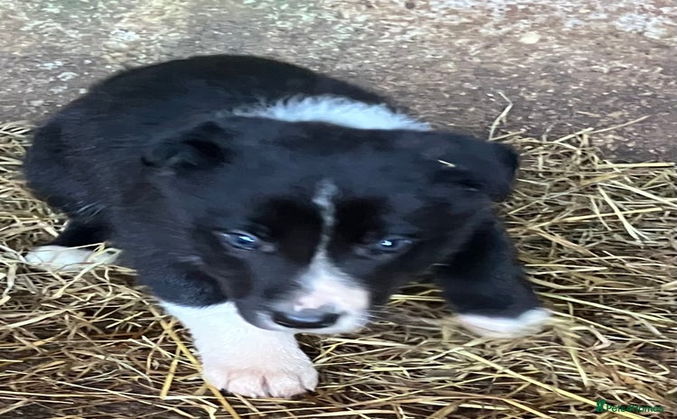 Border Collie dogs - Advert 2