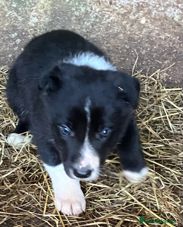 Border Collie dogs - Advert 13