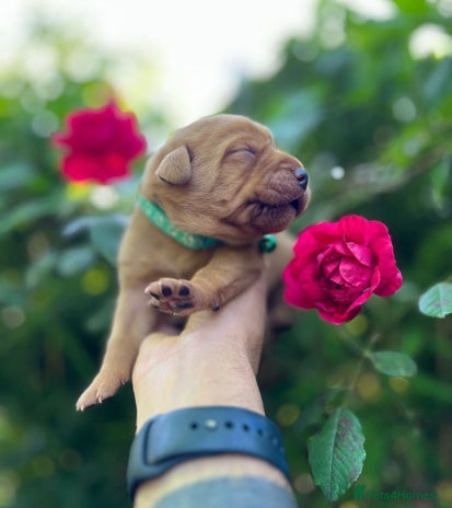 Labrador Retriever dogs - Advert 3