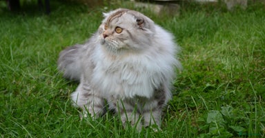 Scottish Fold cats in Grimsby - Advert 5