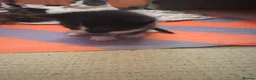 Mixed Breed cats for sale: My cat gave birth to cute 4 kittens  - Advert 5