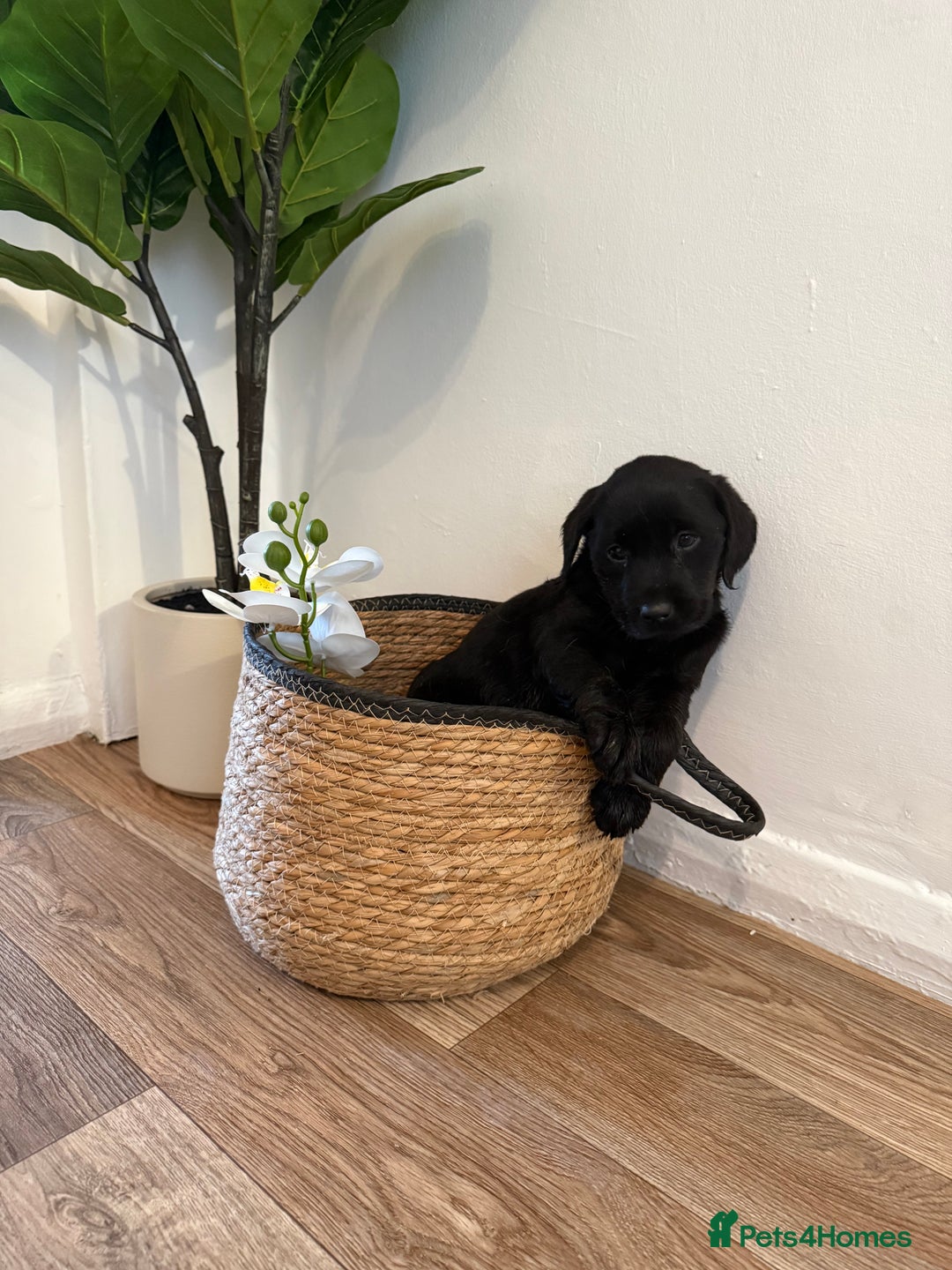 Labrador Retriever dogs for sale: Labrador pups for sale  - Advert 18