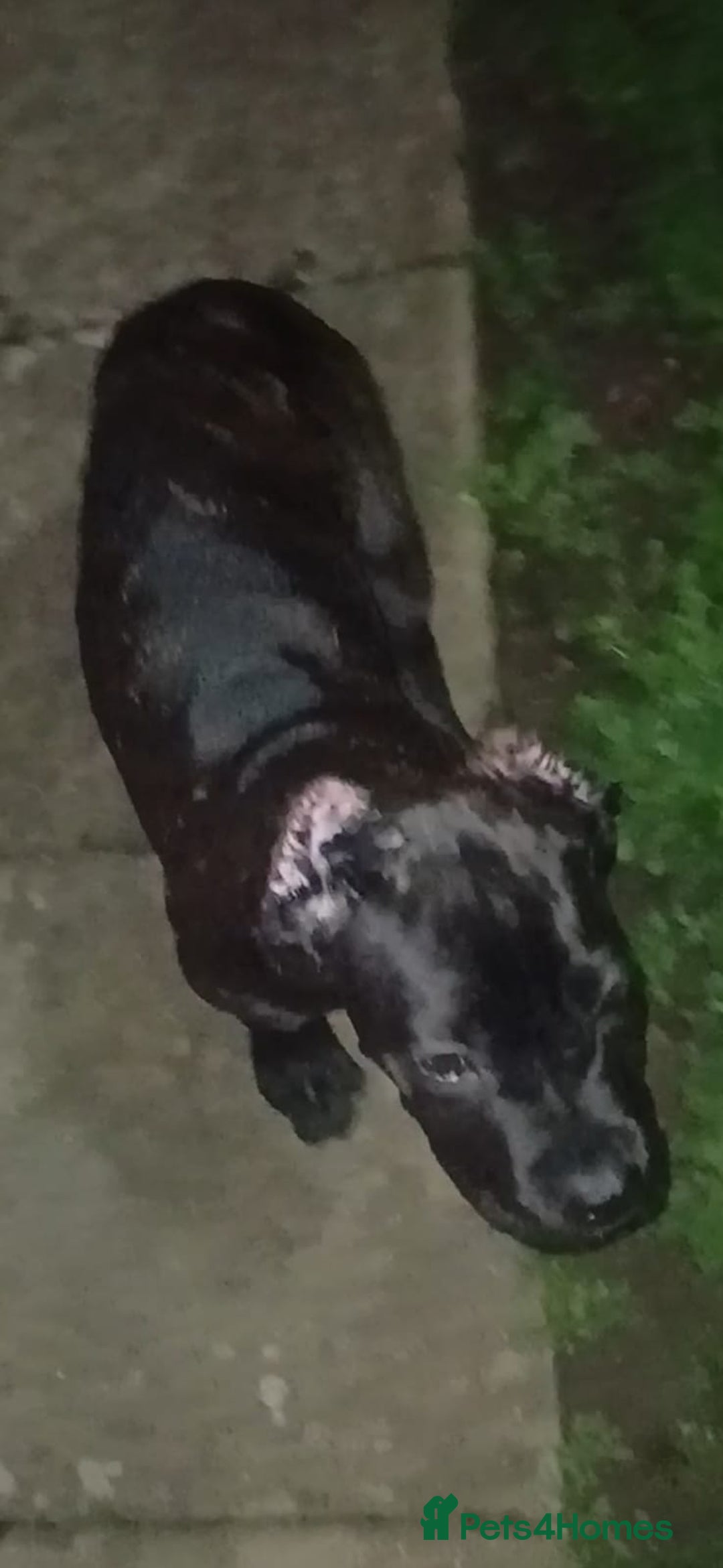 Cane Corso dogs for sale: Russian/Romanian cane Corso pup  - Advert 4