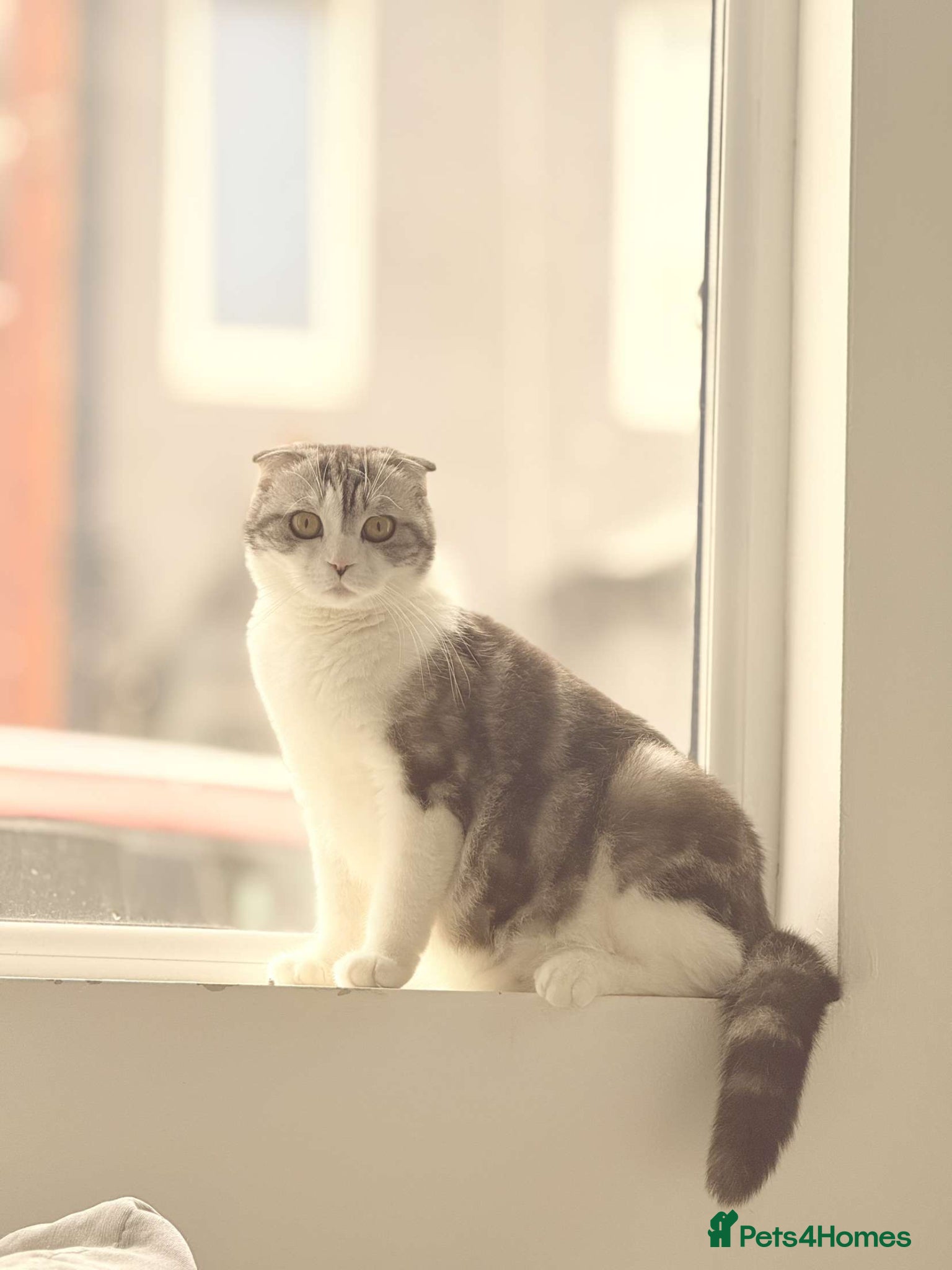 Scottish Fold cats Yamii - Advert 5