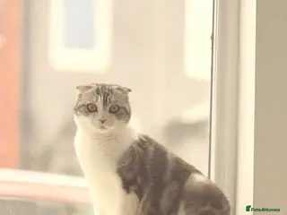 Scottish Fold cats Yamii - Advert 5