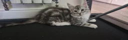 Maine Coon cats for sale: Last remaining Full Pedigree maine coon kittens  - Advert 10