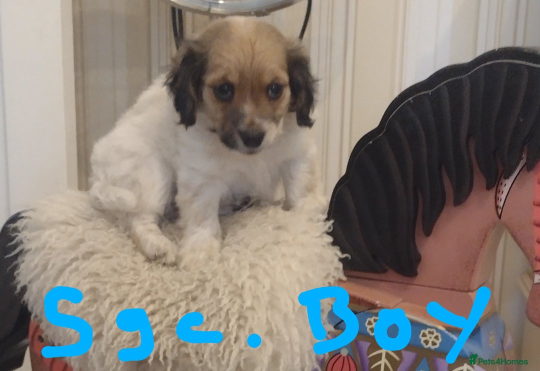 Jack Russell dogs for sale: Beautiful jack Russell puppies  - Image 7