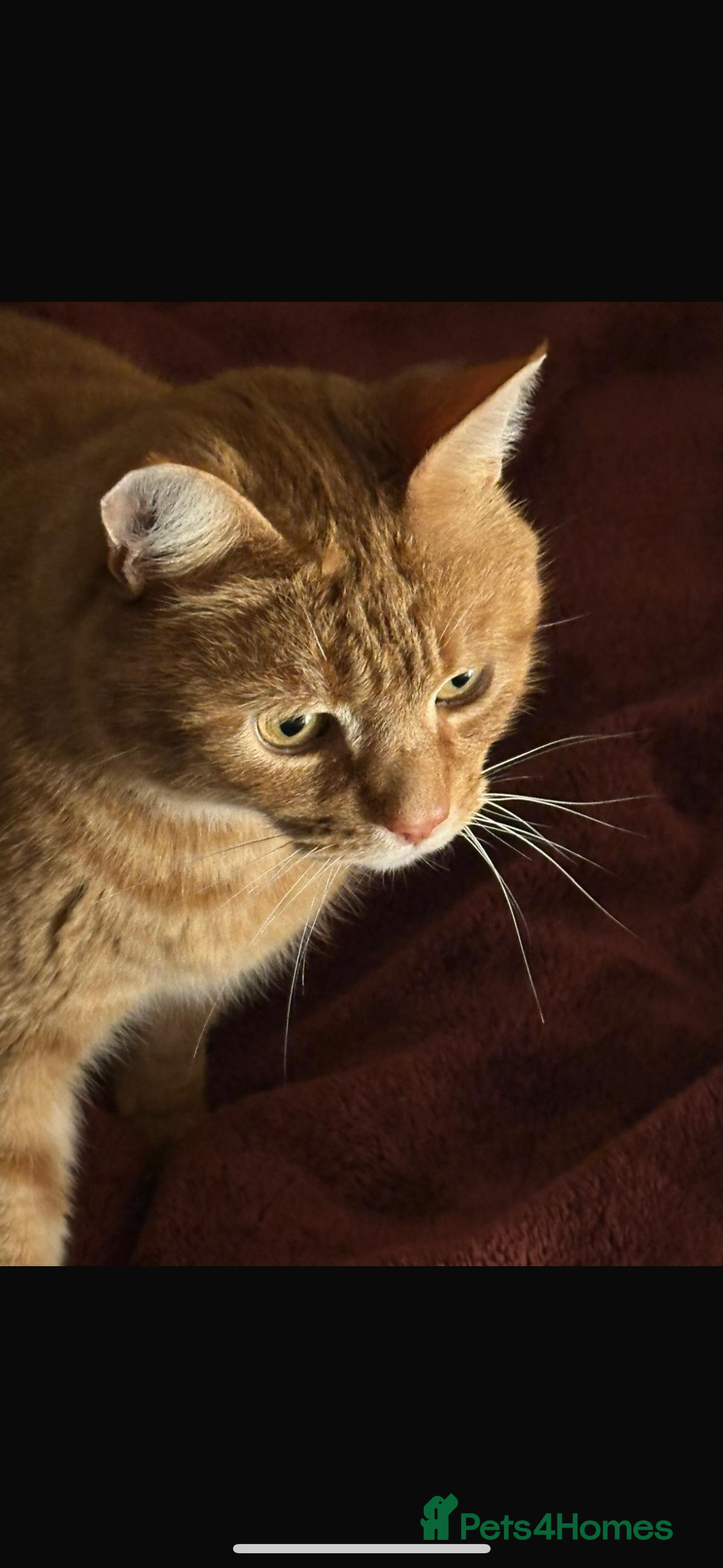 Domestic Shorthair cats for sale: Jasper -  orange baby  - Advert 3