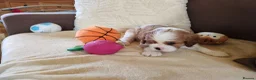 Cavalier King Charles Spaniel dogs for sale: Kc Beautiful puppies for sale. - Advert 28